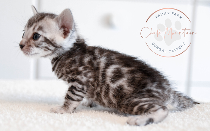 Bengal kitten for sale